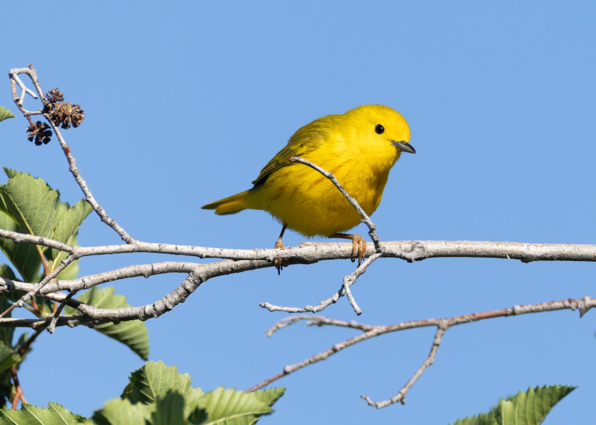 Yellow Warbler - ML637865838