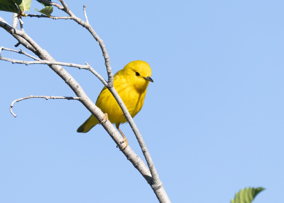Yellow Warbler - ML637865839