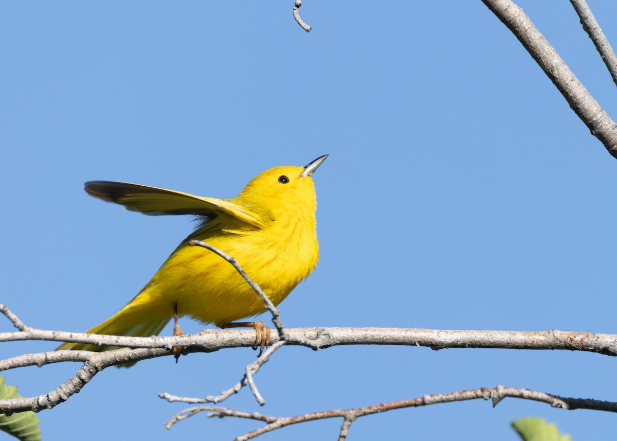 Yellow Warbler - ML637865842
