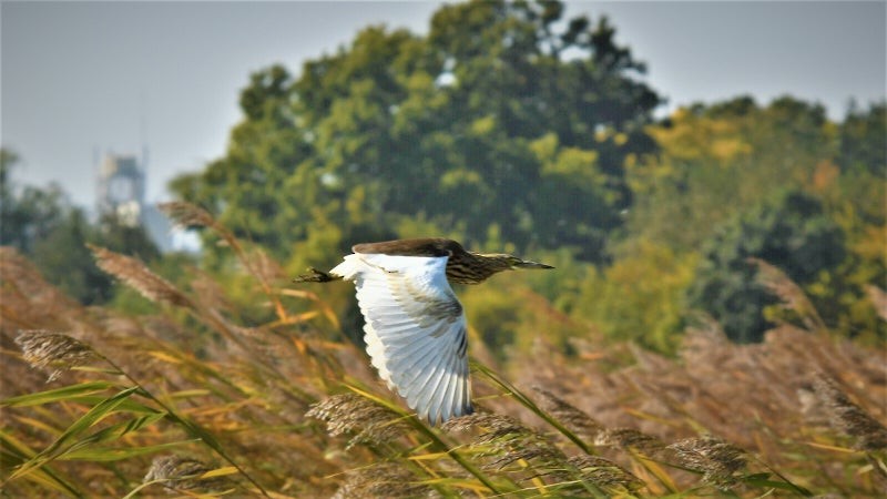 Chinese Pond-Heron - ML637865864