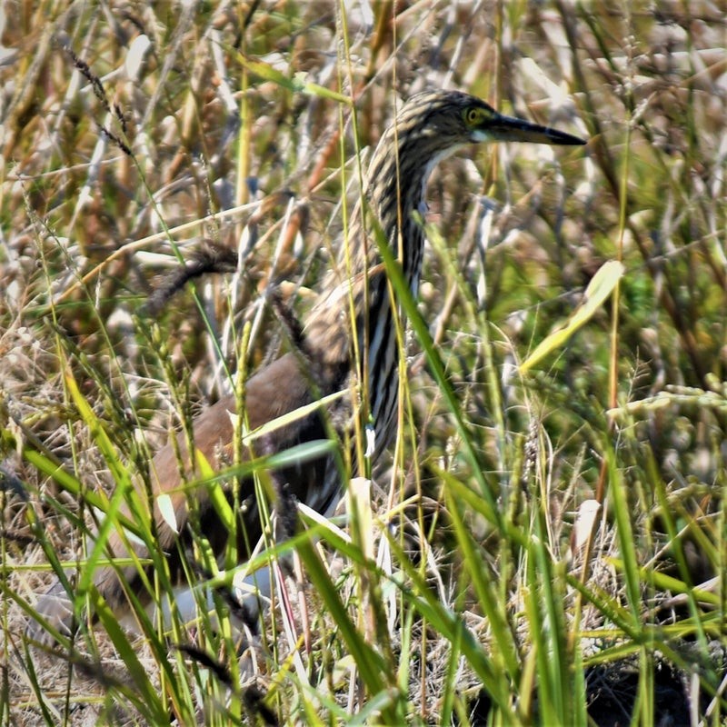 Chinese Pond-Heron - ML637865867