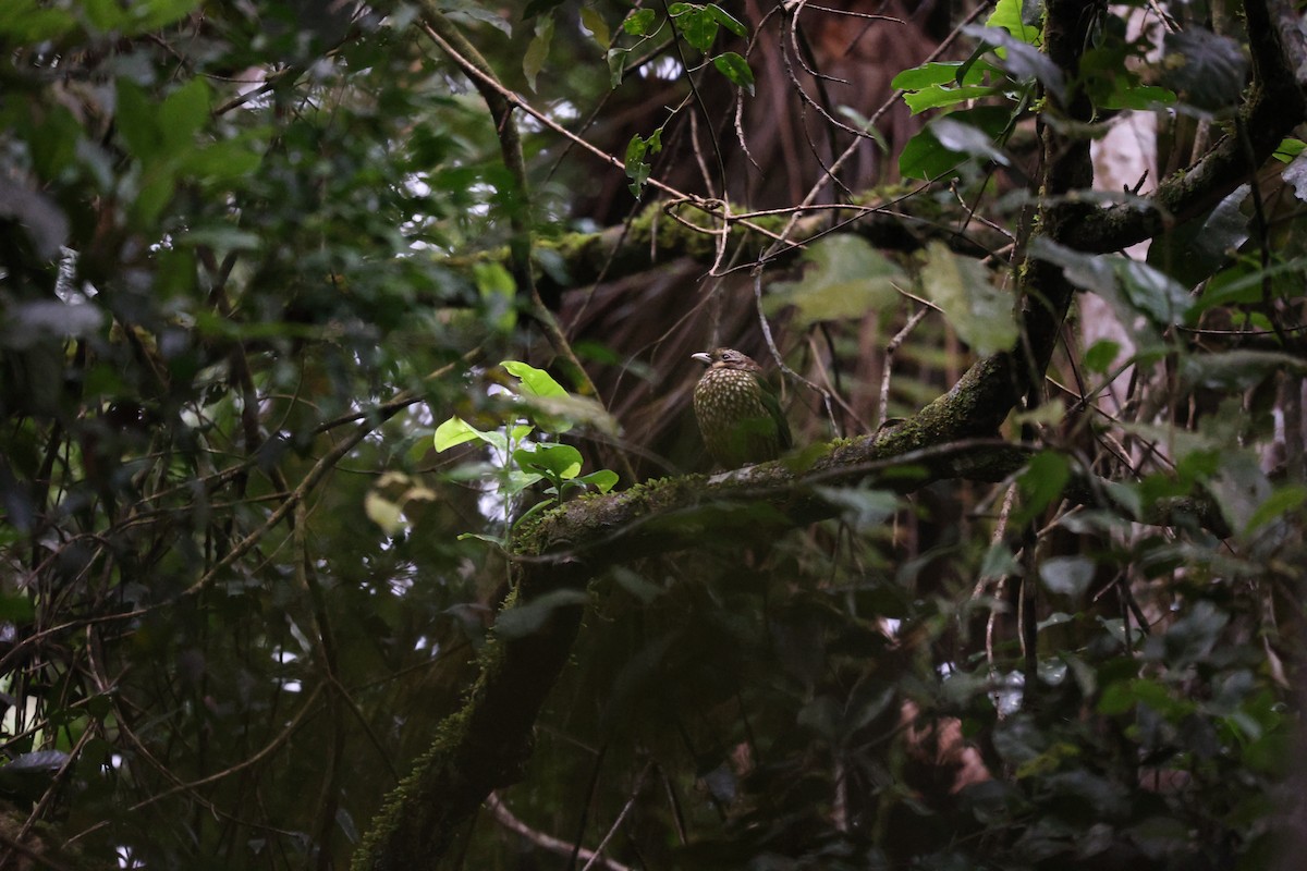 Spotted Catbird - ML637865900