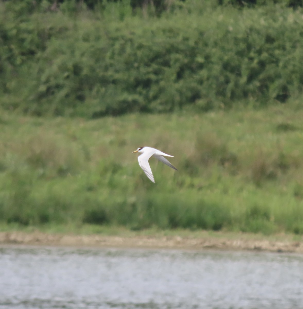 Little Tern - ML637865909