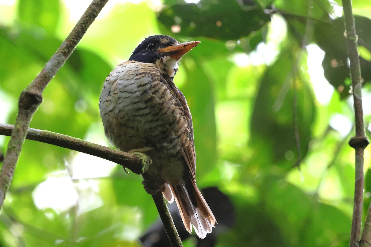 Scaly-breasted Kingfisher - ML637865913