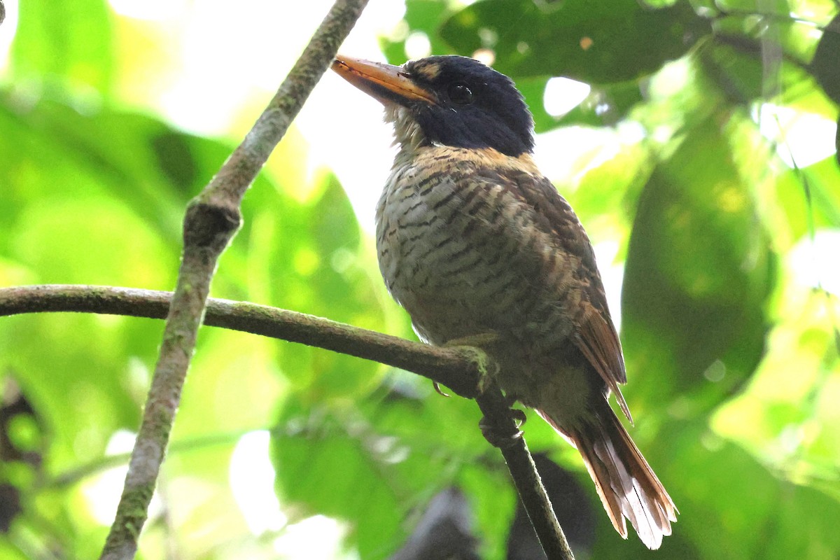 Scaly-breasted Kingfisher - ML637865915