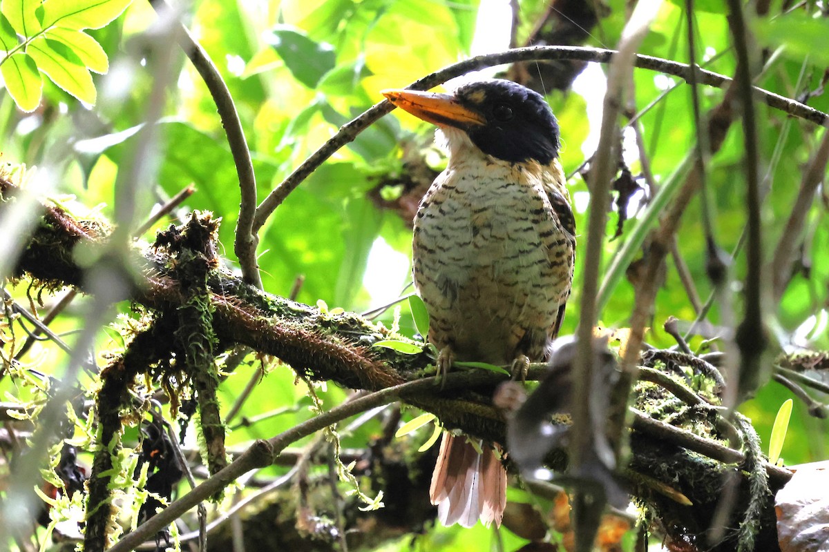 Scaly-breasted Kingfisher - ML637865916