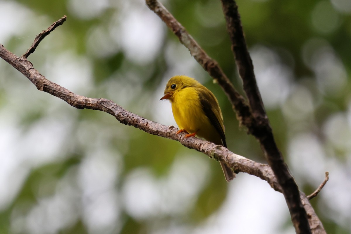 Citrine Canary-Flycatcher - ML637865920