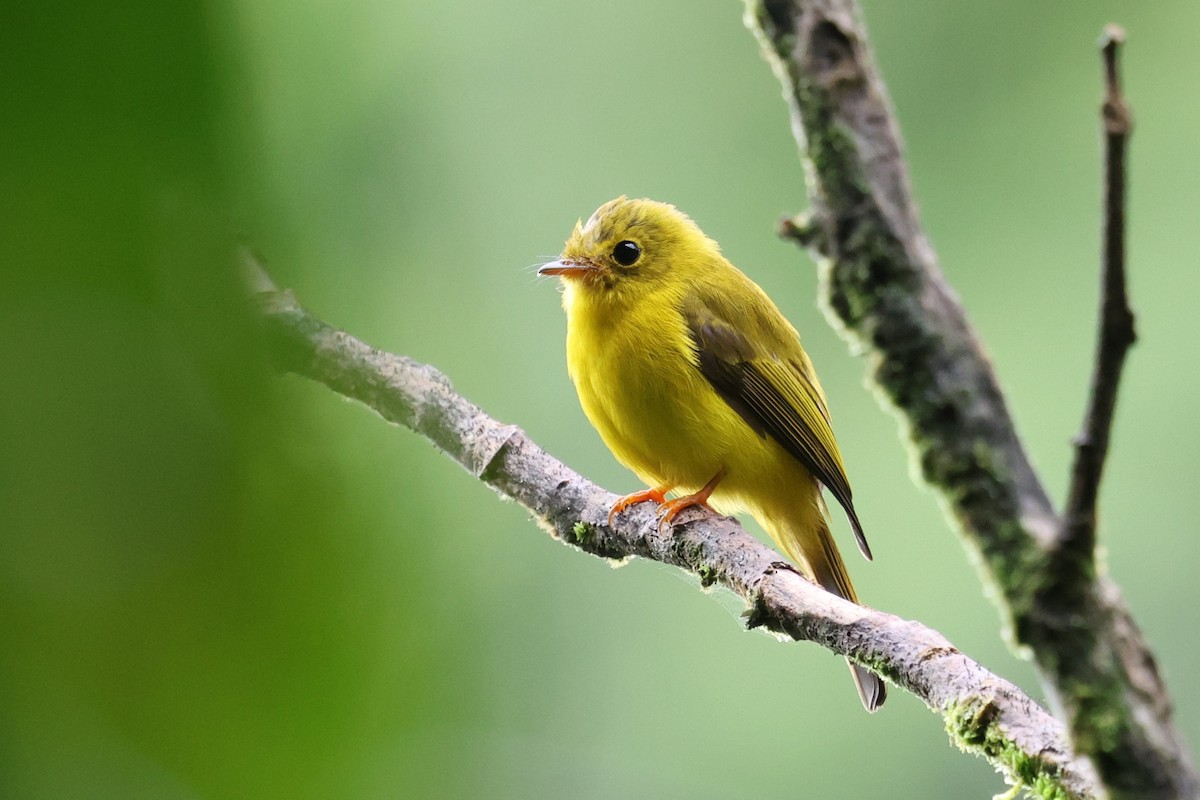 Citrine Canary-Flycatcher - ML637865921