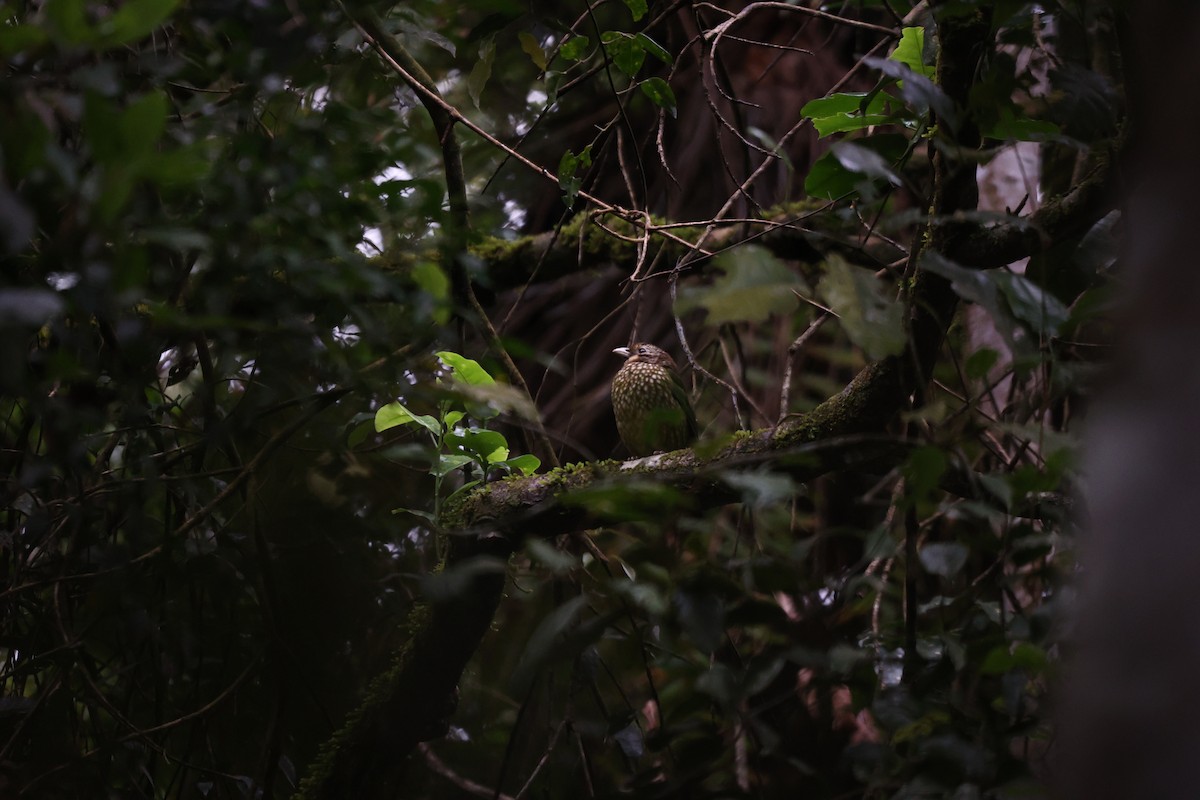 Spotted Catbird - ML637865924