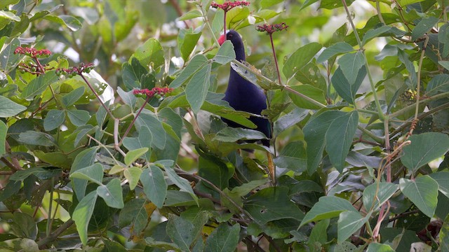 Purple Gallinule - ML637865935