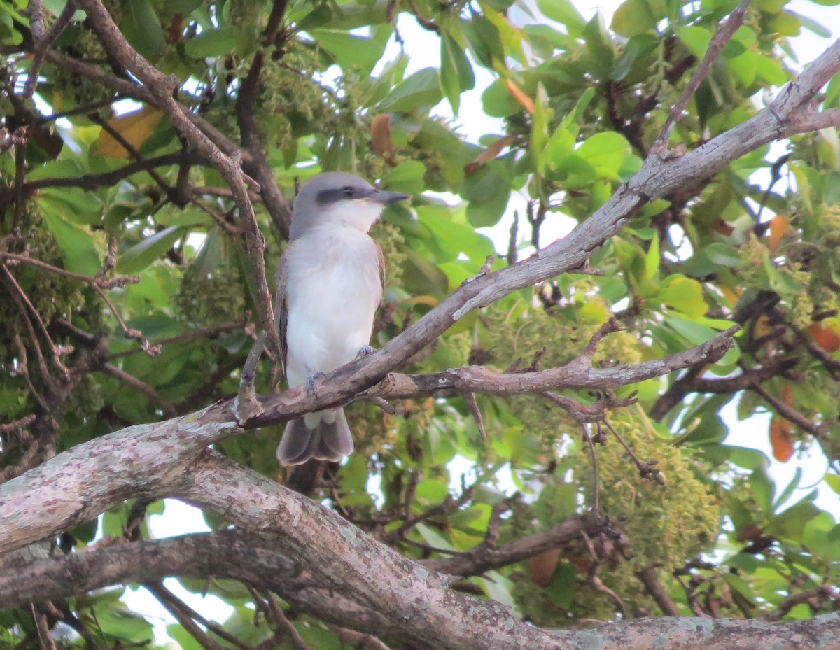 Gray Kingbird - ML637865948