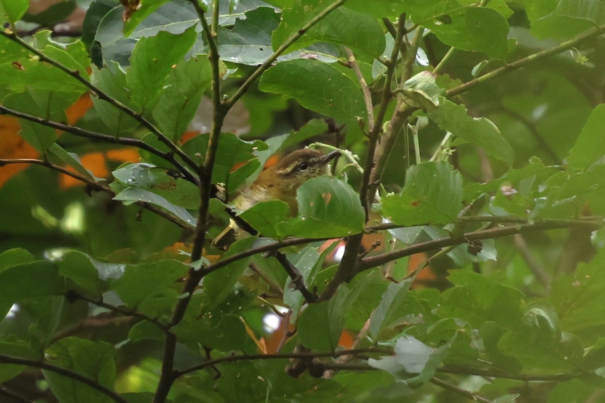 Sulawesi Leaf Warbler - ML637865954