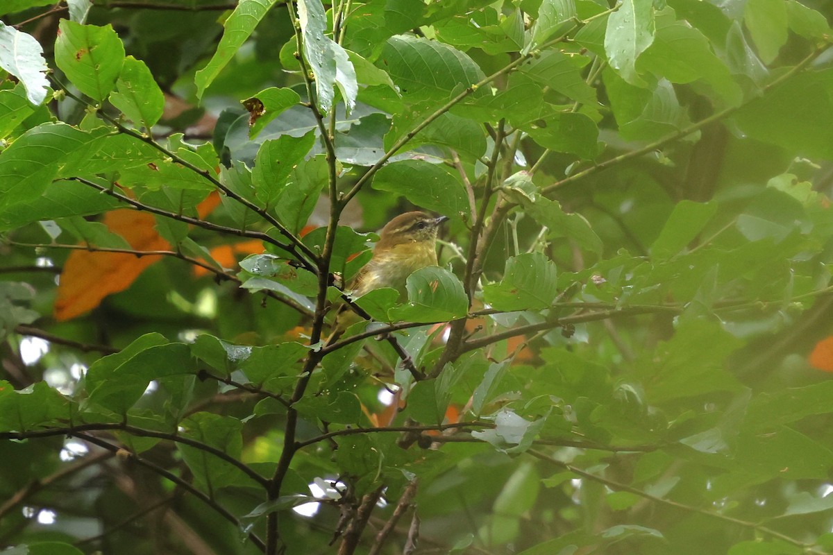 Sulawesi Leaf Warbler - ML637865956