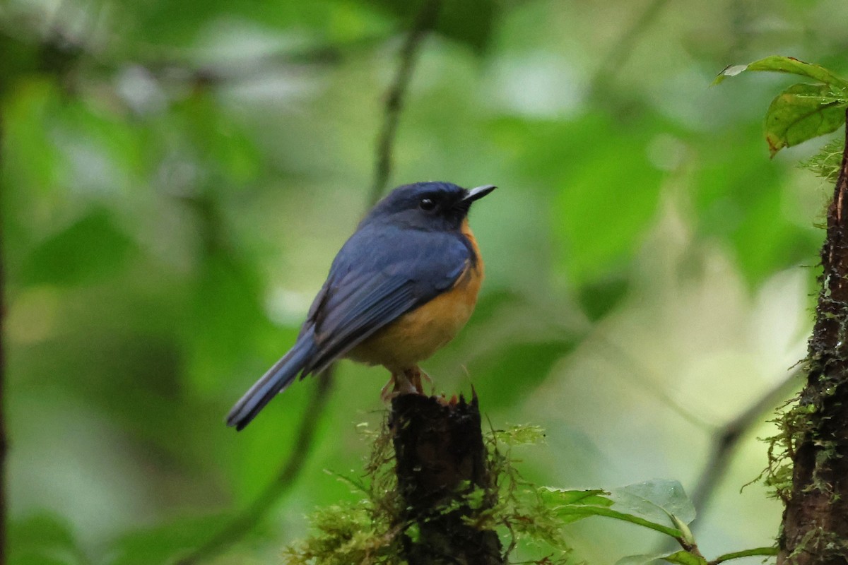 Sulawesi Blue Flycatcher - ML637865969