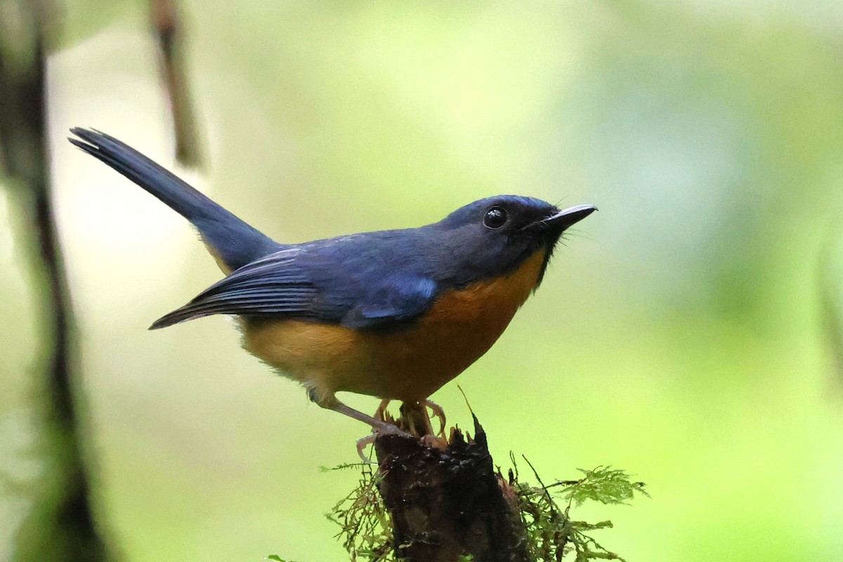 Sulawesi Blue Flycatcher - ML637865970