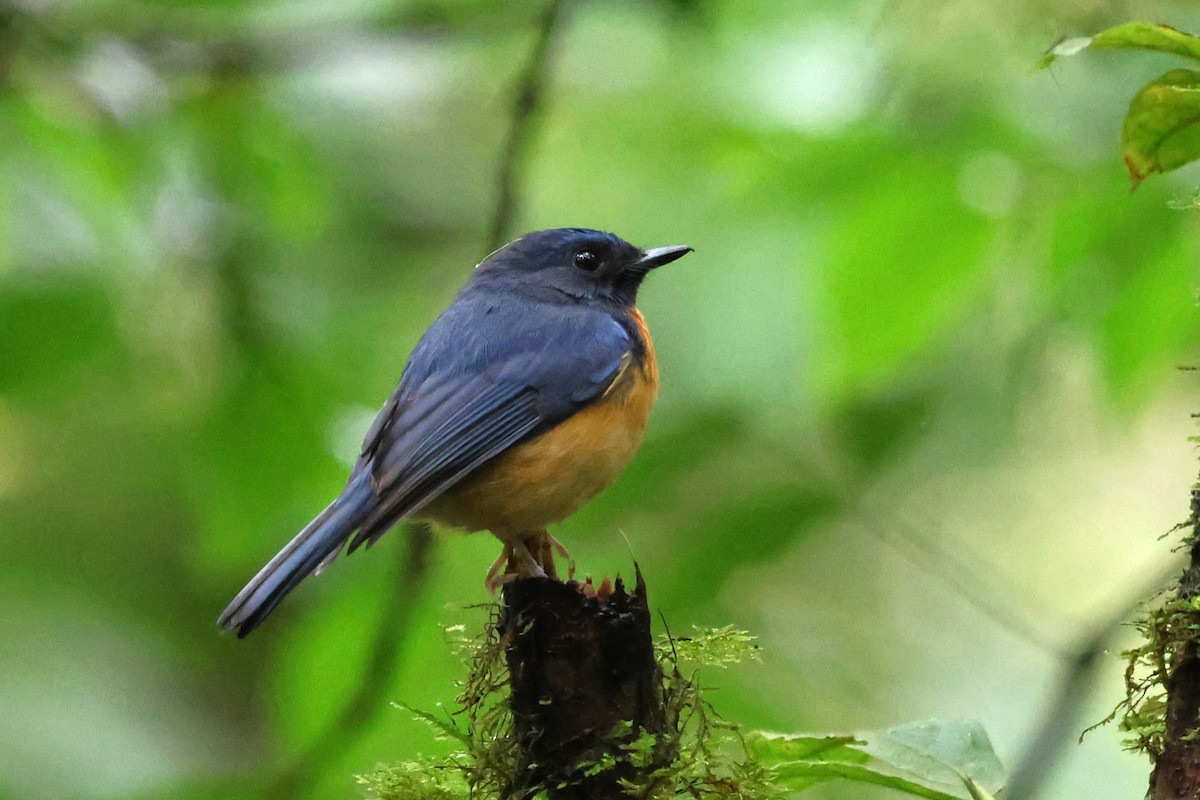 Sulawesi Blue Flycatcher - ML637865971