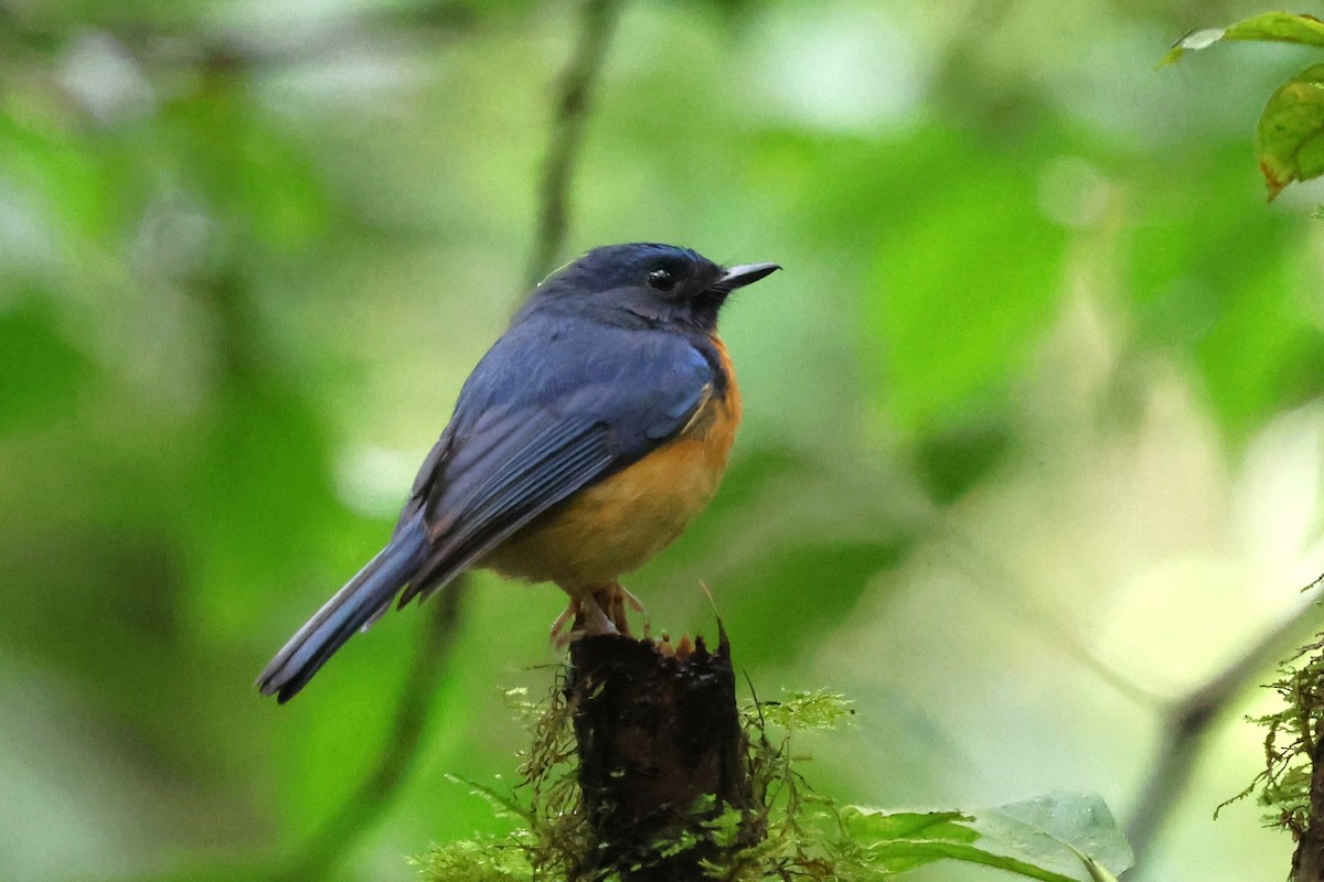 Sulawesi Blue Flycatcher - ML637865972
