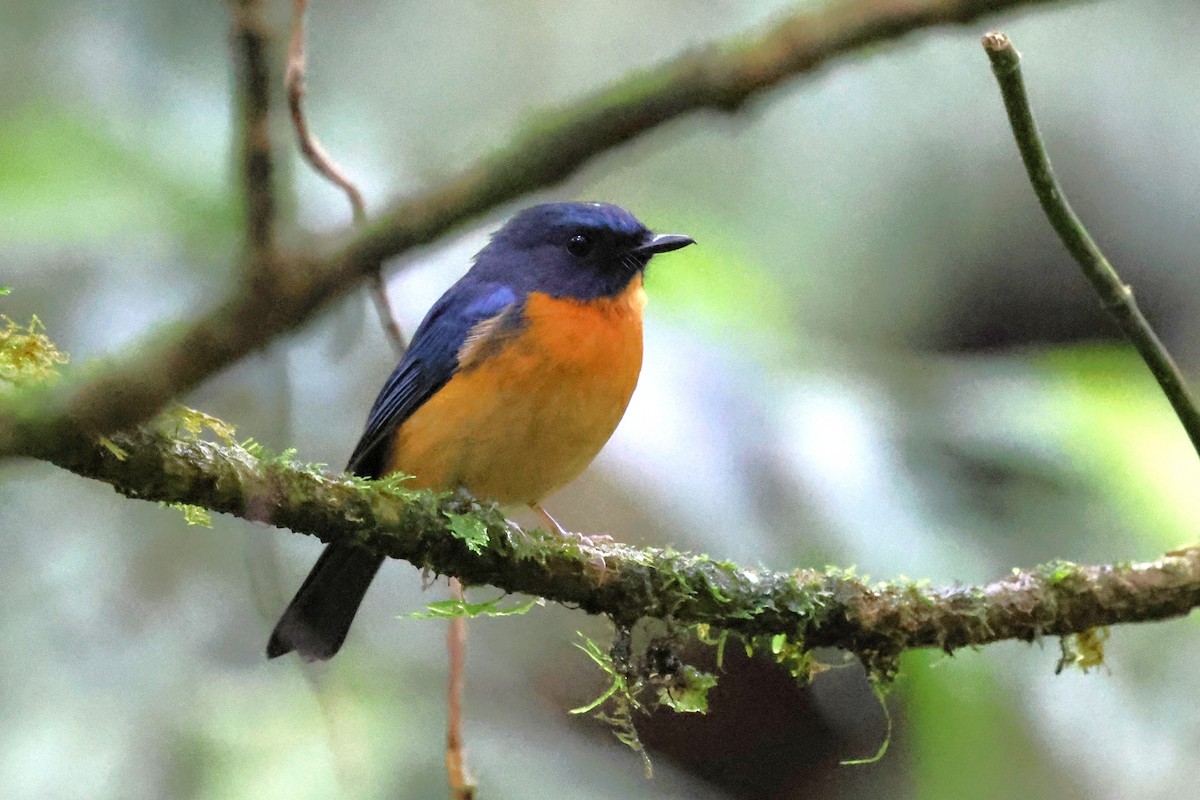Sulawesi Blue Flycatcher - ML637865973