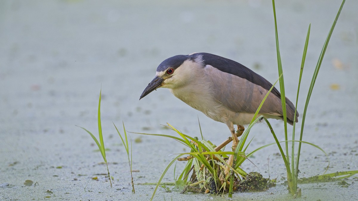 Black-crowned Night Heron - ML637866017