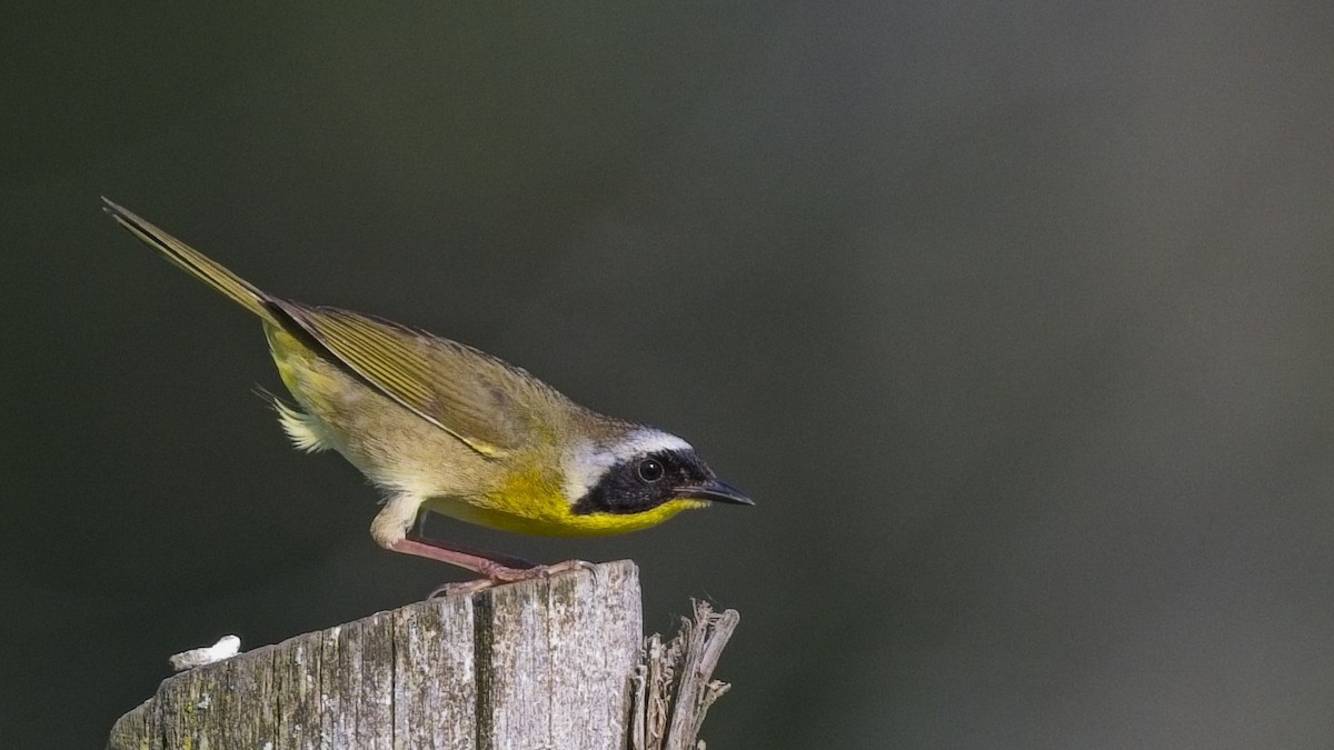 Common Yellowthroat - ML637866027