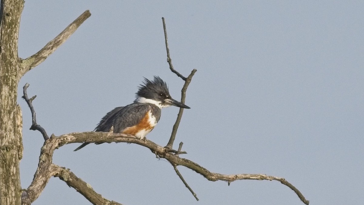 Belted Kingfisher - ML637866030