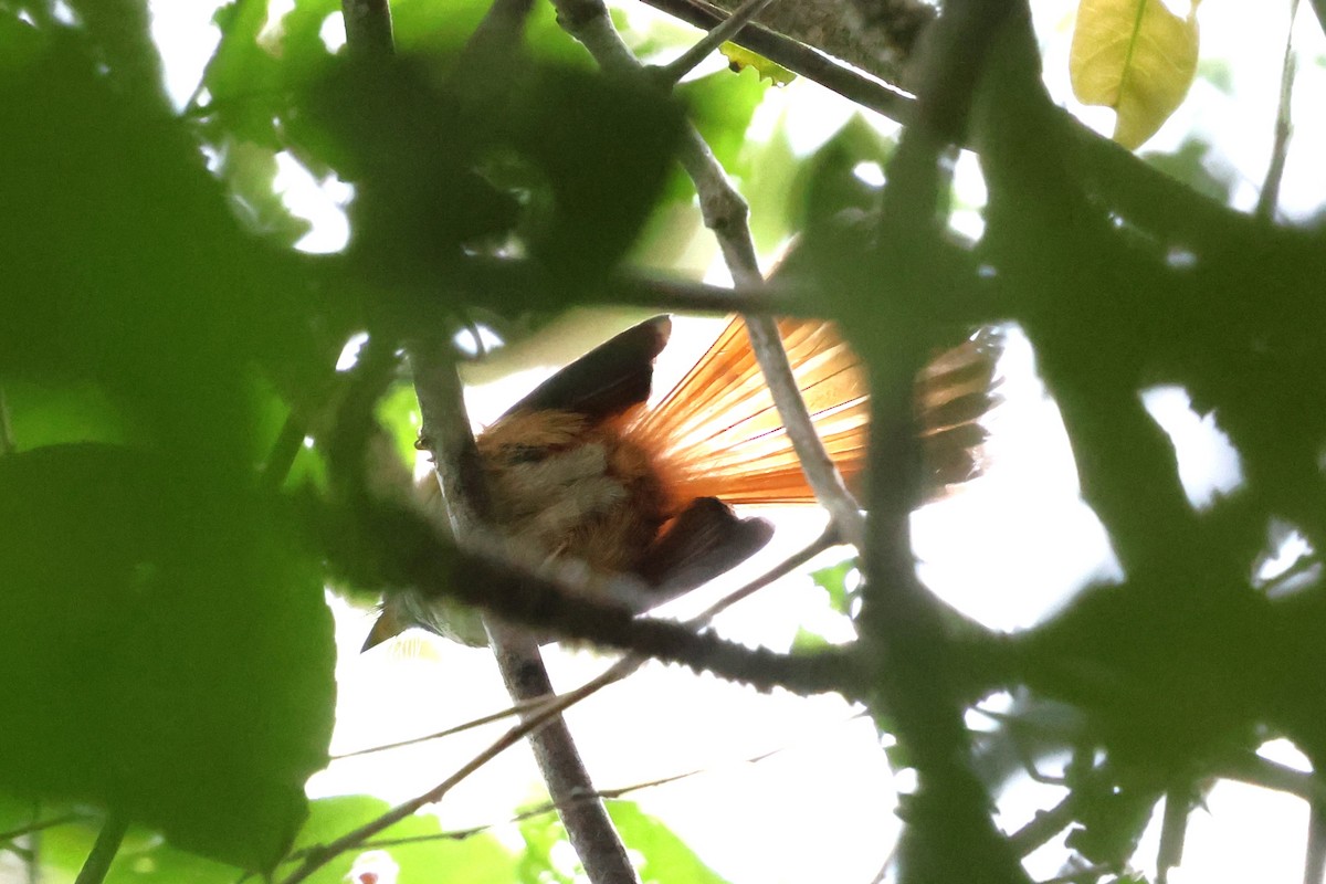 Sulawesi Fantail - ML637866052
