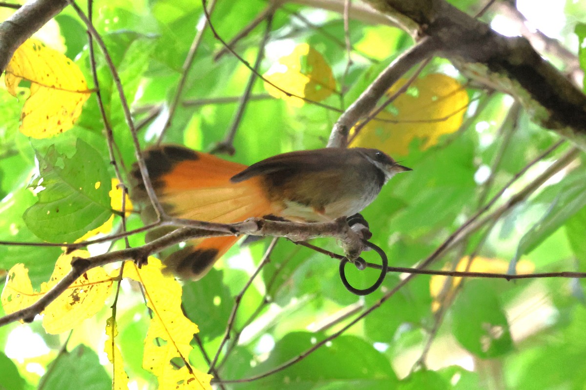Sulawesi Fantail - ML637866053