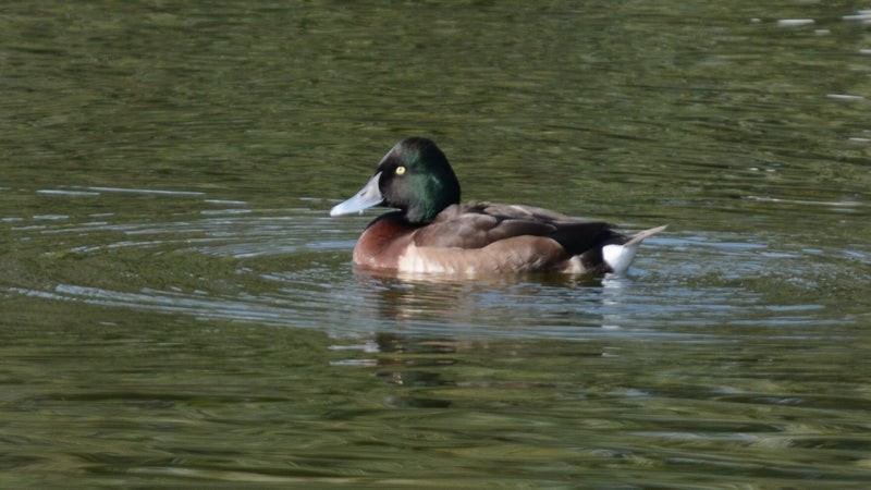 Baer's Pochard - ML637866087