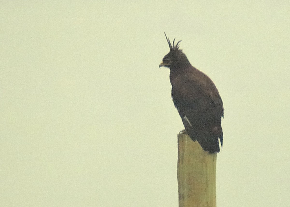Long-crested Eagle - ML637866185