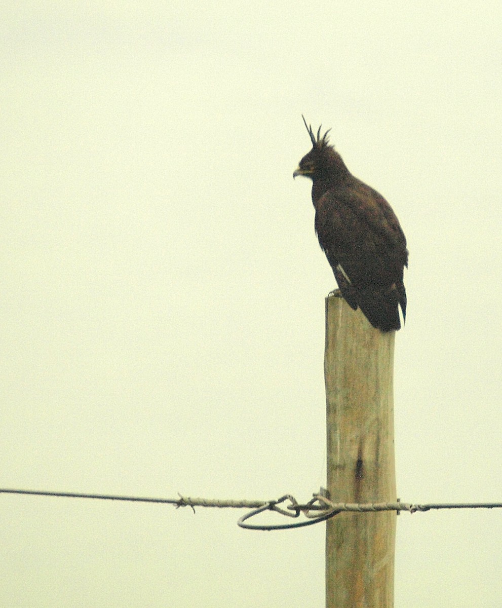 Long-crested Eagle - ML637866187