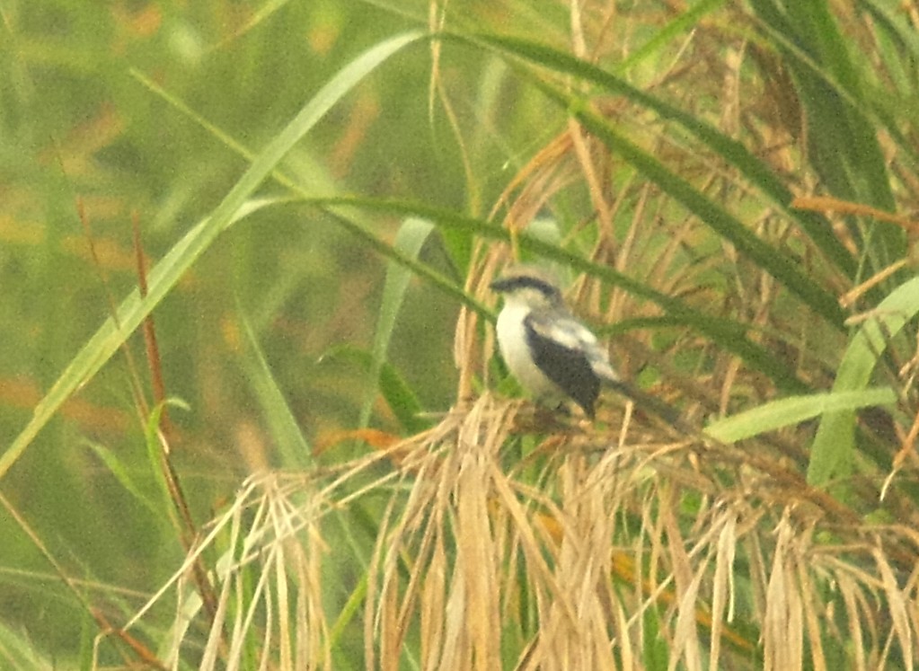 Mackinnon's Shrike - ML637866192