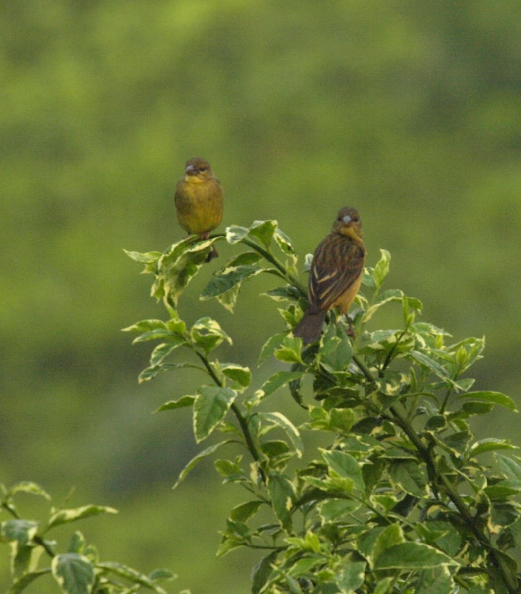 Vieillot's Black Weaver - ML637866203