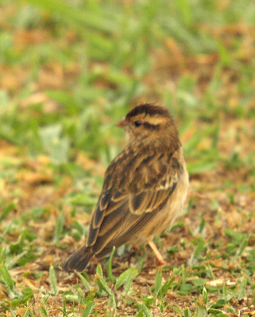 Village Indigobird - ML637866206
