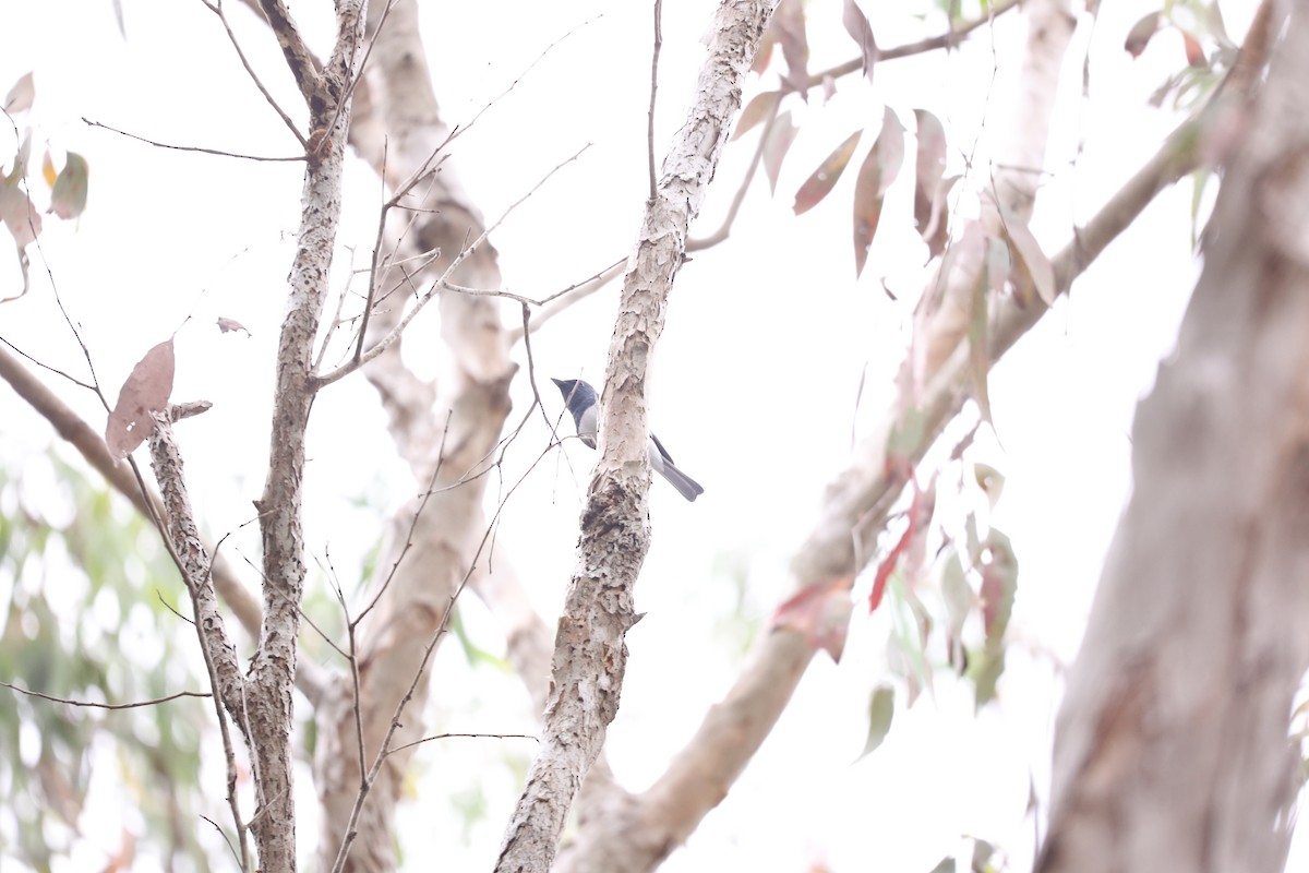 Leaden Flycatcher - ML637866271