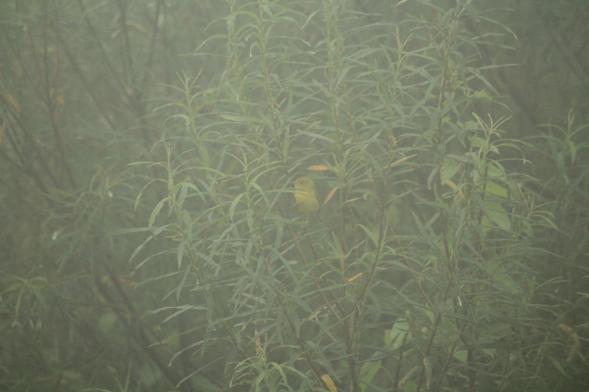 Northern Yellow Warbler - ML637866291