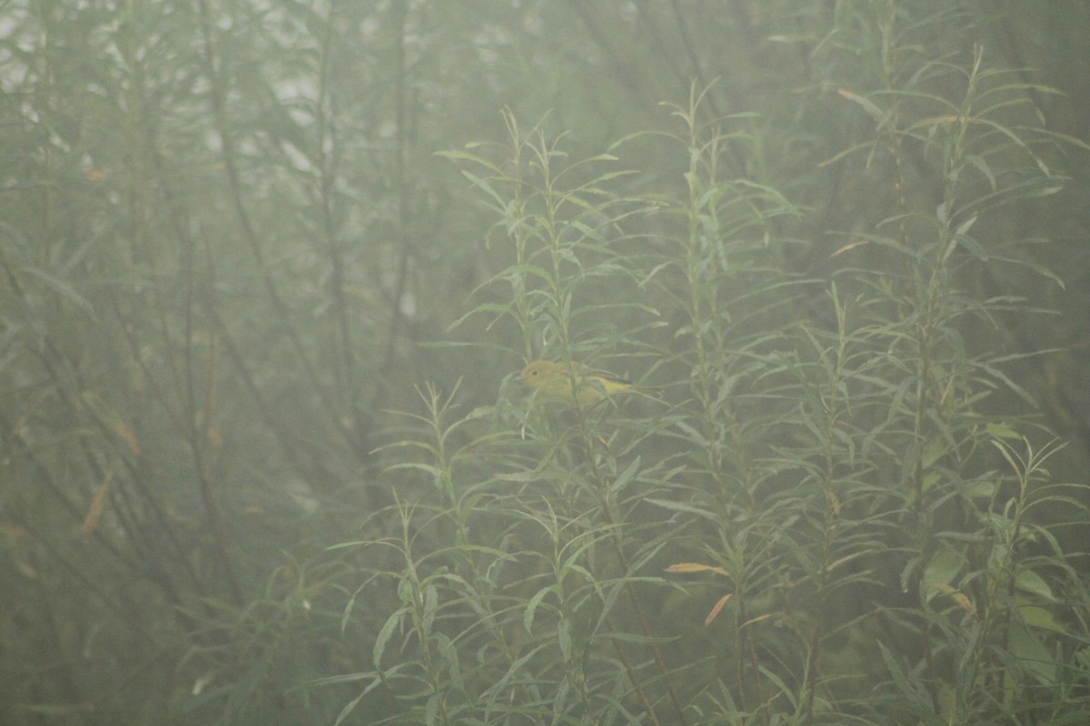 Northern Yellow Warbler - ML637866299