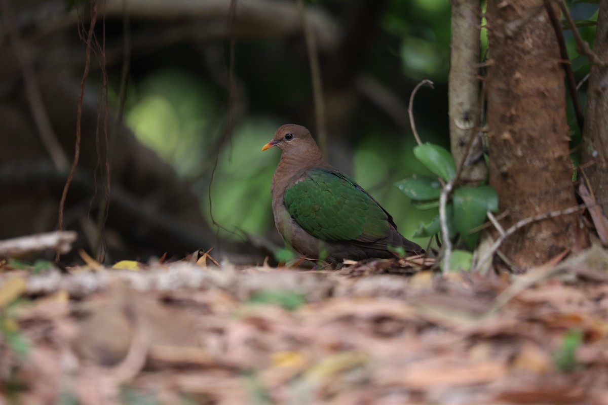 Pacific Emerald Dove - ML637866300