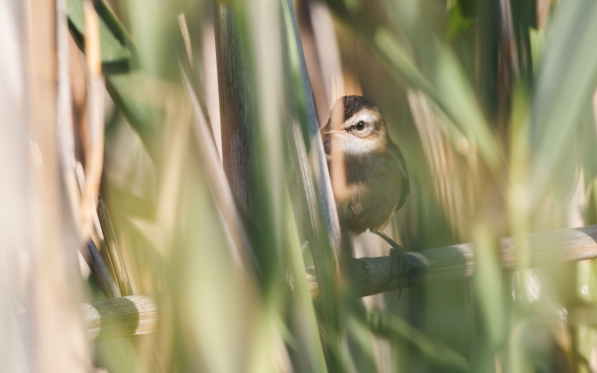 Moustached Warbler - ML637866306