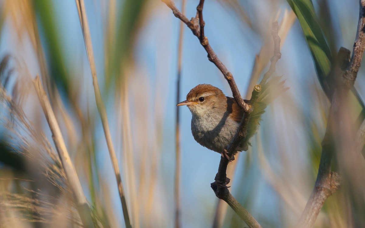 Cetti's Warbler - ML637866311