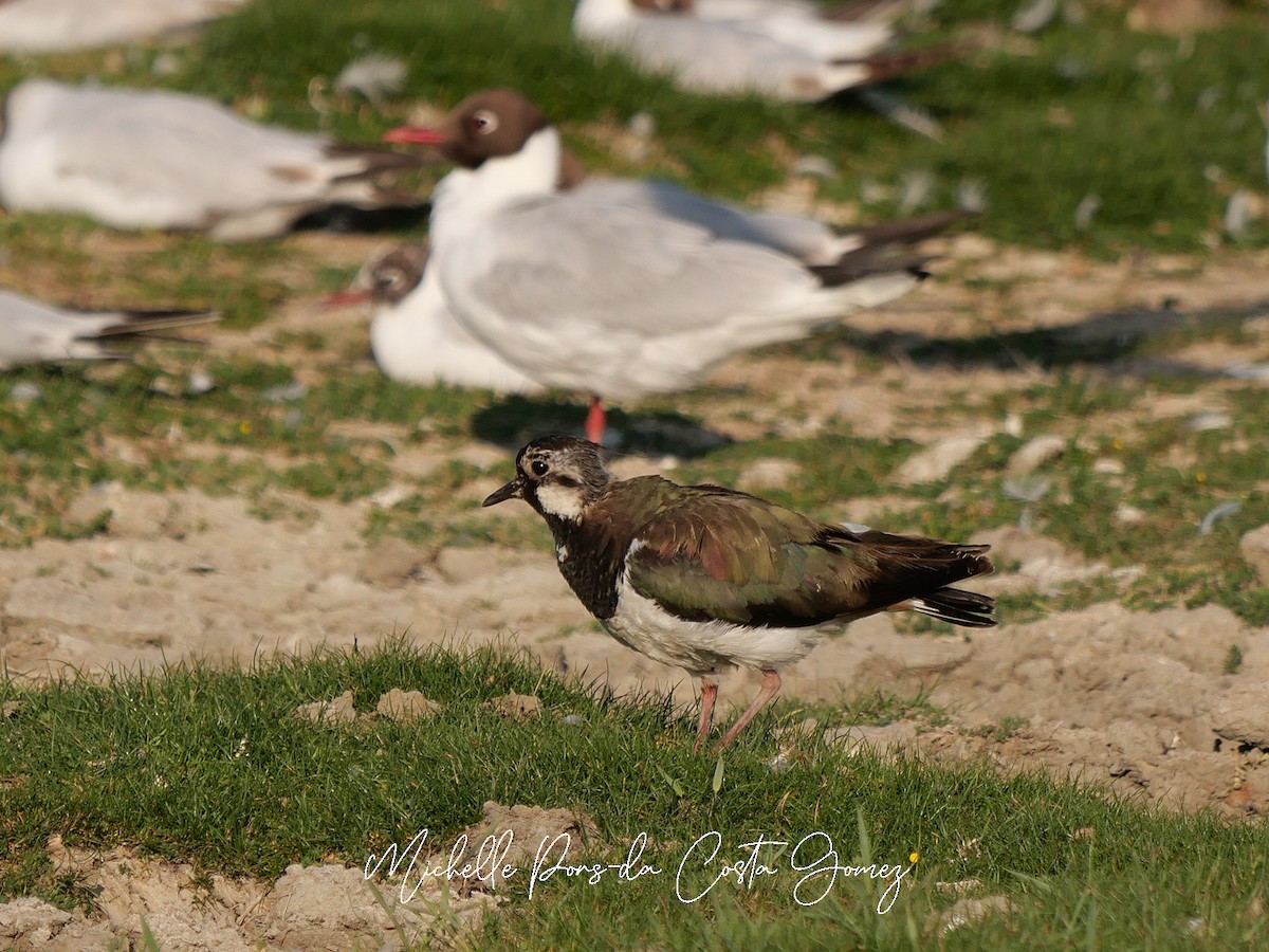 Northern Lapwing - ML637866346