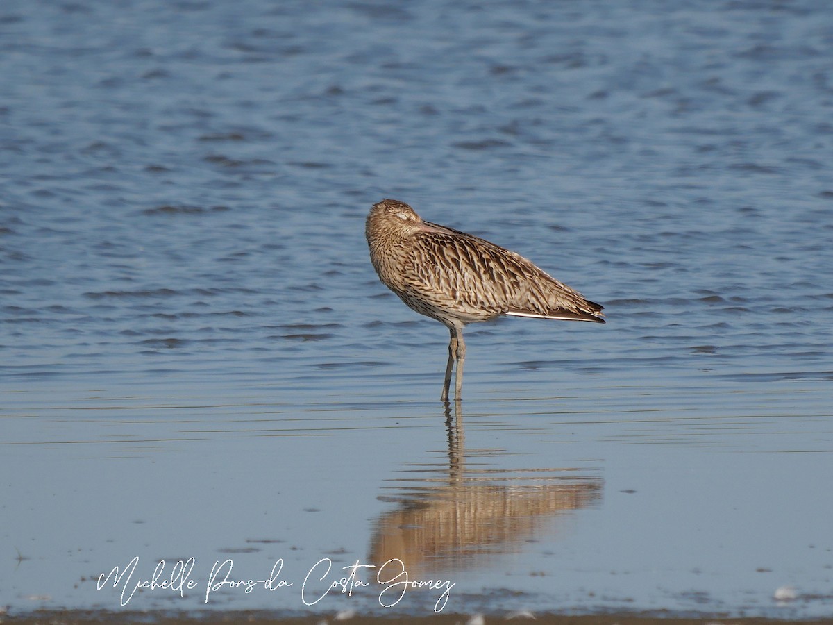 Eurasian Curlew - ML637866348
