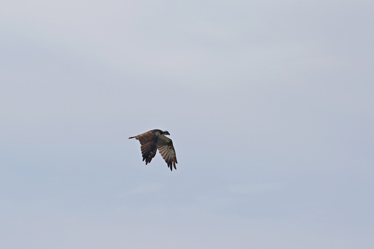 Osprey (Eurasian) - ML637866349