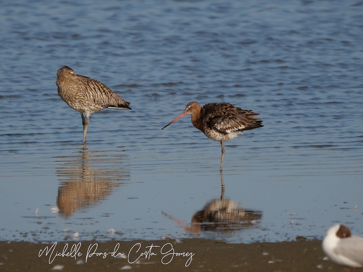 Black-tailed Godwit - ML637866351