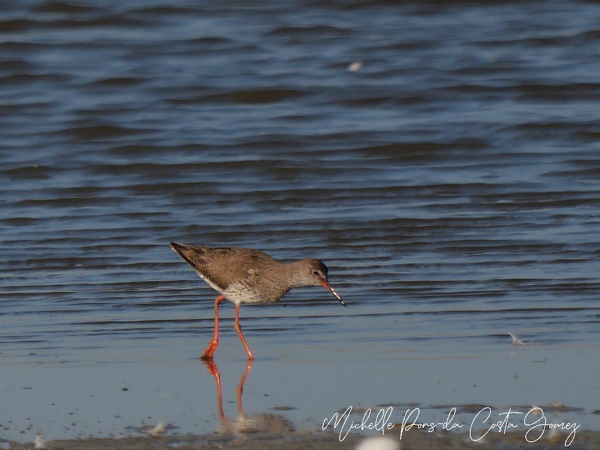 Common Redshank - ML637866354