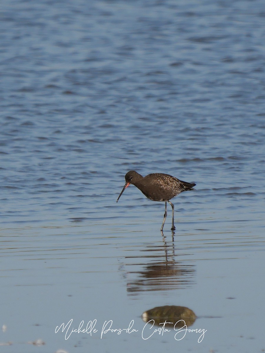 Spotted Redshank - ML637866356
