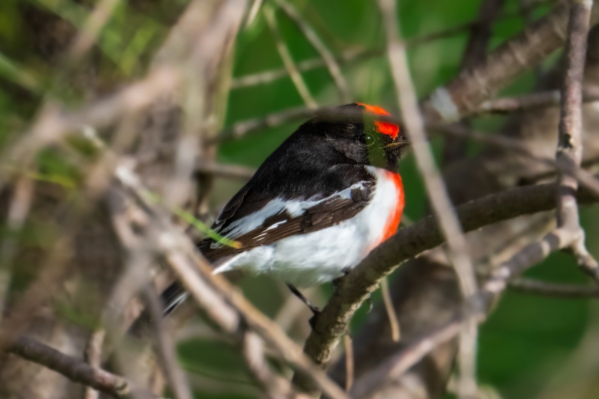 Red-capped Robin - ML637866379