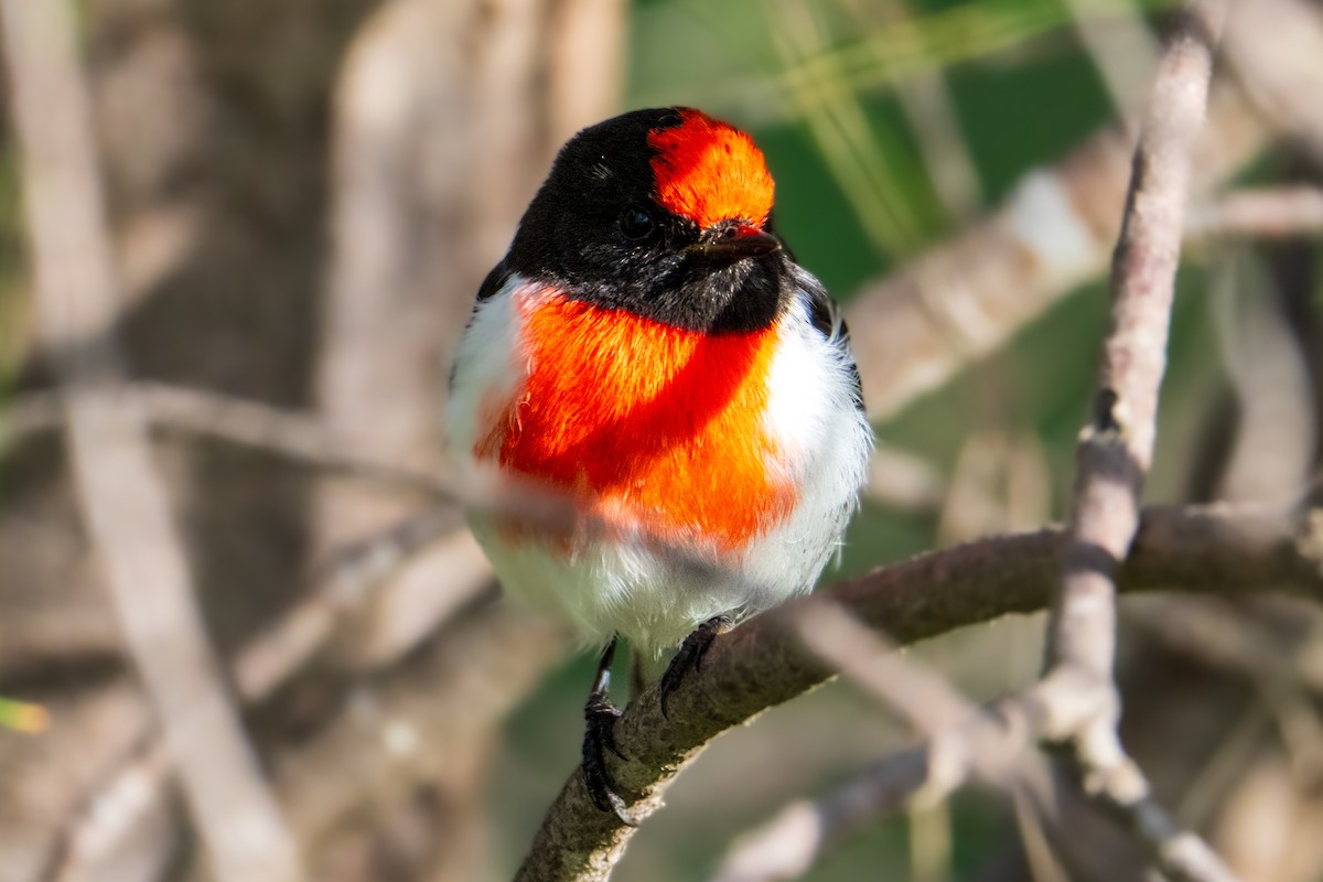 Red-capped Robin - ML637866380