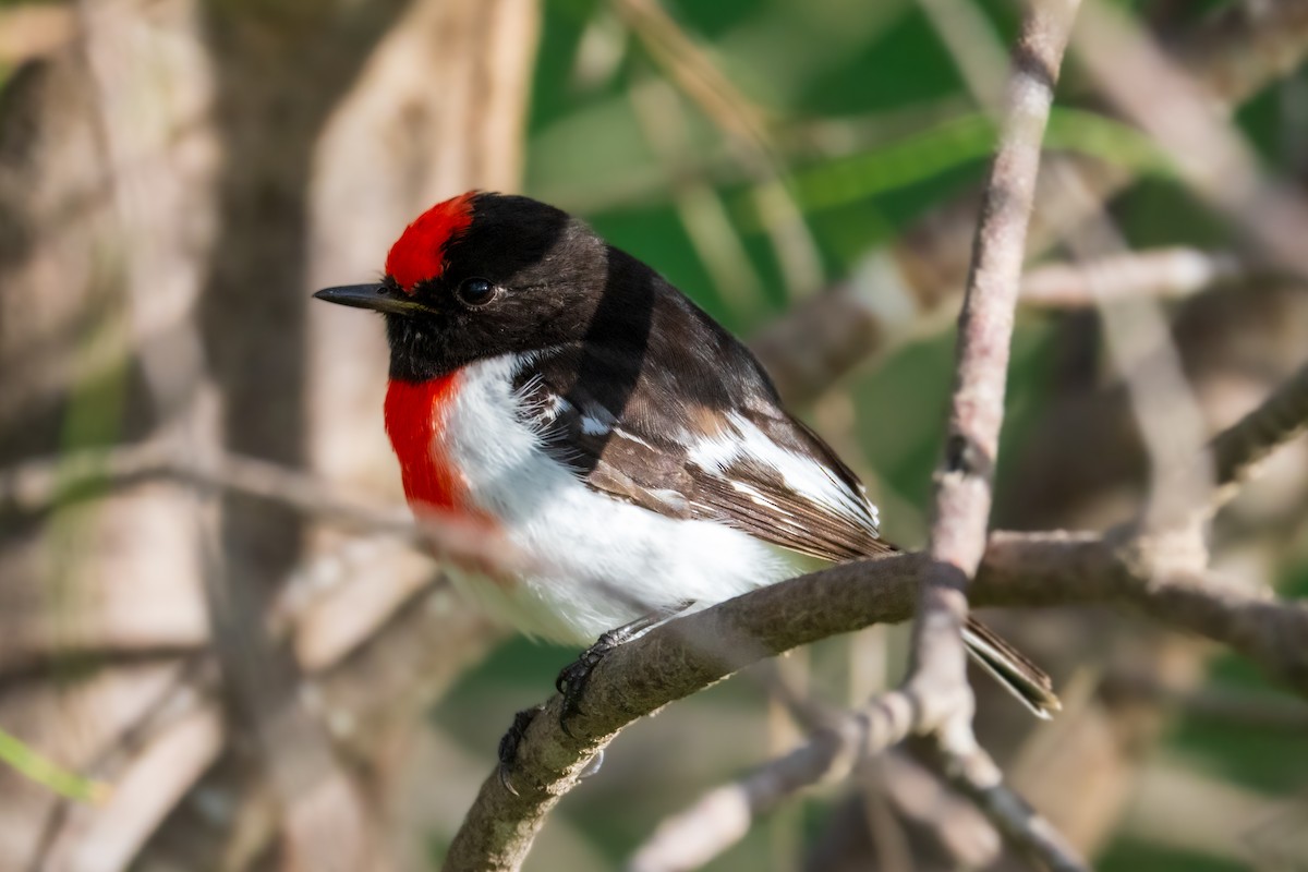 Red-capped Robin - ML637866381