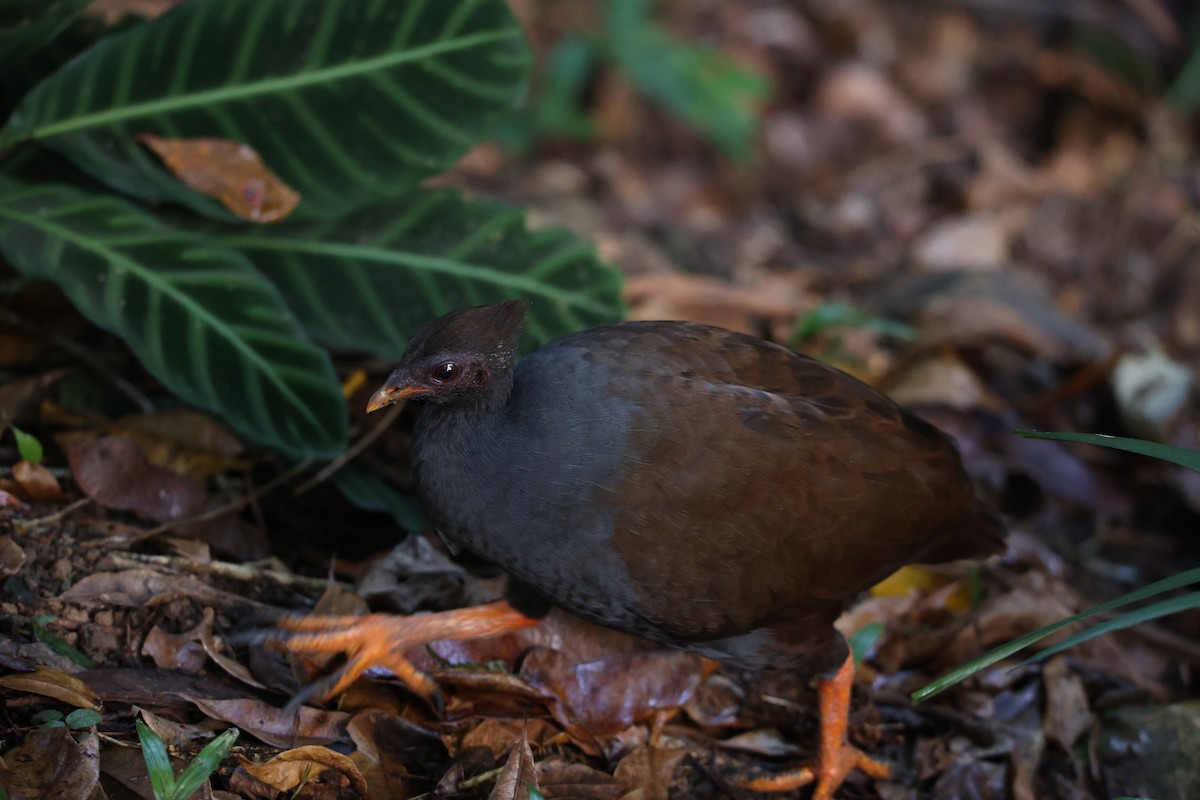 Orange-footed Megapode - ML637866384
