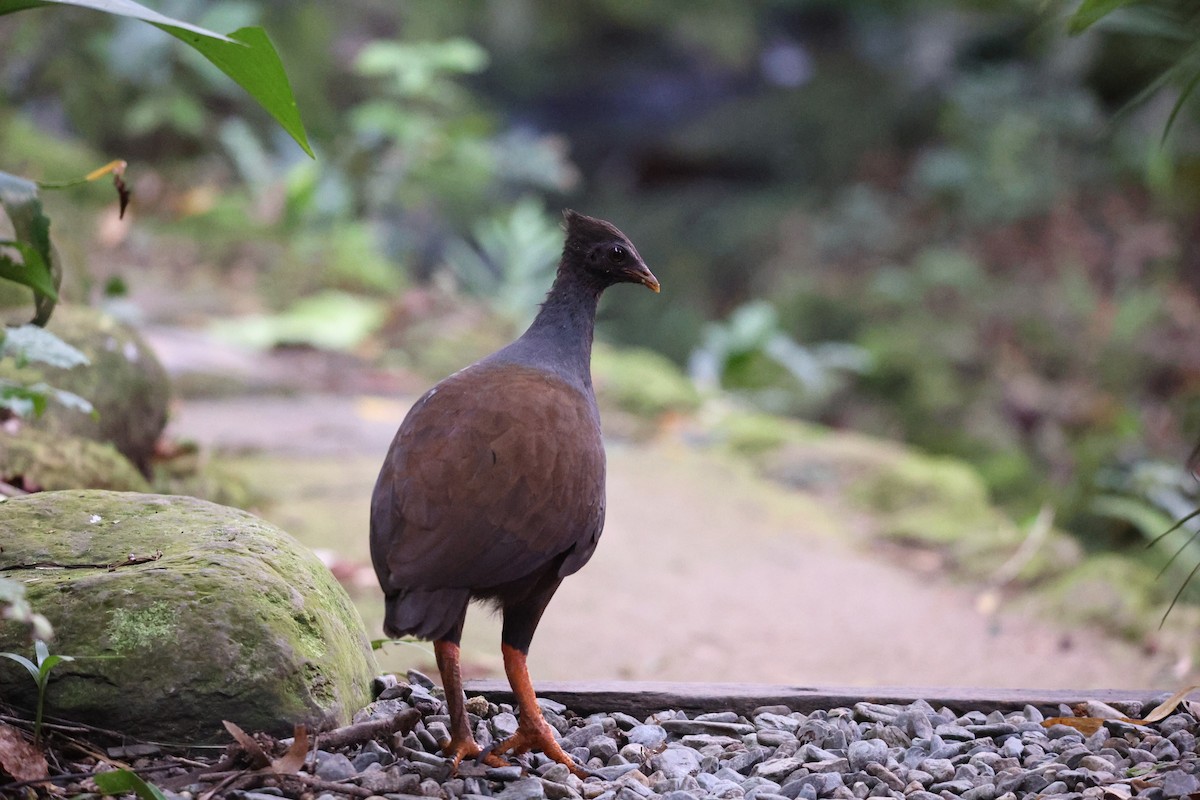 Orange-footed Megapode - ML637866385
